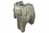 Fossil Woolly Rhino (Coelodonta) Tooth - Siberia #225590-1